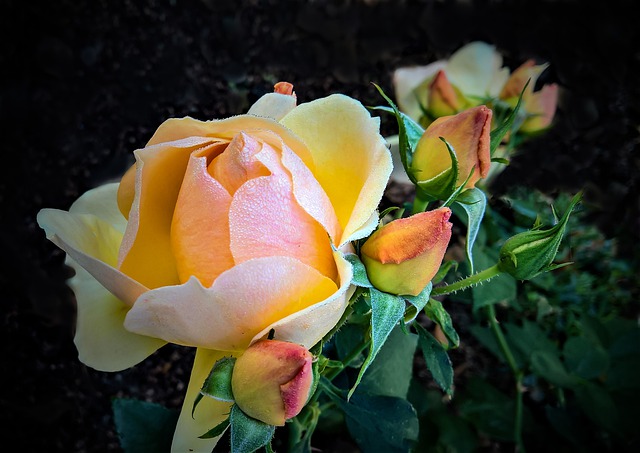 roses par monika schroder pixabay